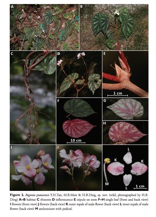 B. putaoensis
